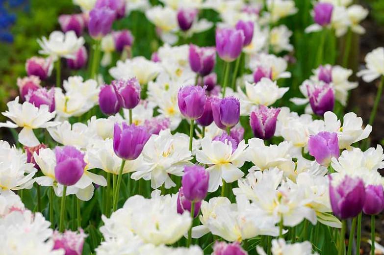 Tulipa 'Mount Tacoma', Tulip 'Mount Tacoma', Double Late Tulip 'Mount Tacoma', Double Late Tulips, Spring Bulbs, Spring Flowers, Ivory Tulip, Creamy Tulip, White Tulip